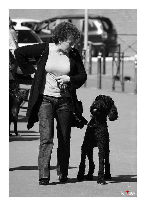 caniche_1