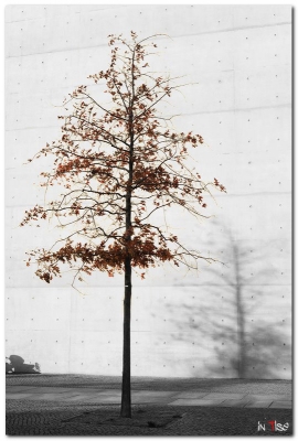 arbre