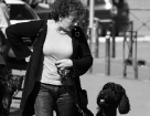 caniche_1