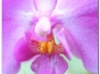Macro