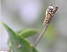 macro_001.jpg