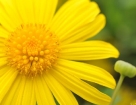 macro_002.jpg