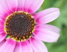 macro_003.jpg