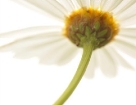 macro_004.jpg