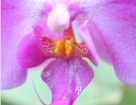 macro_005.jpg